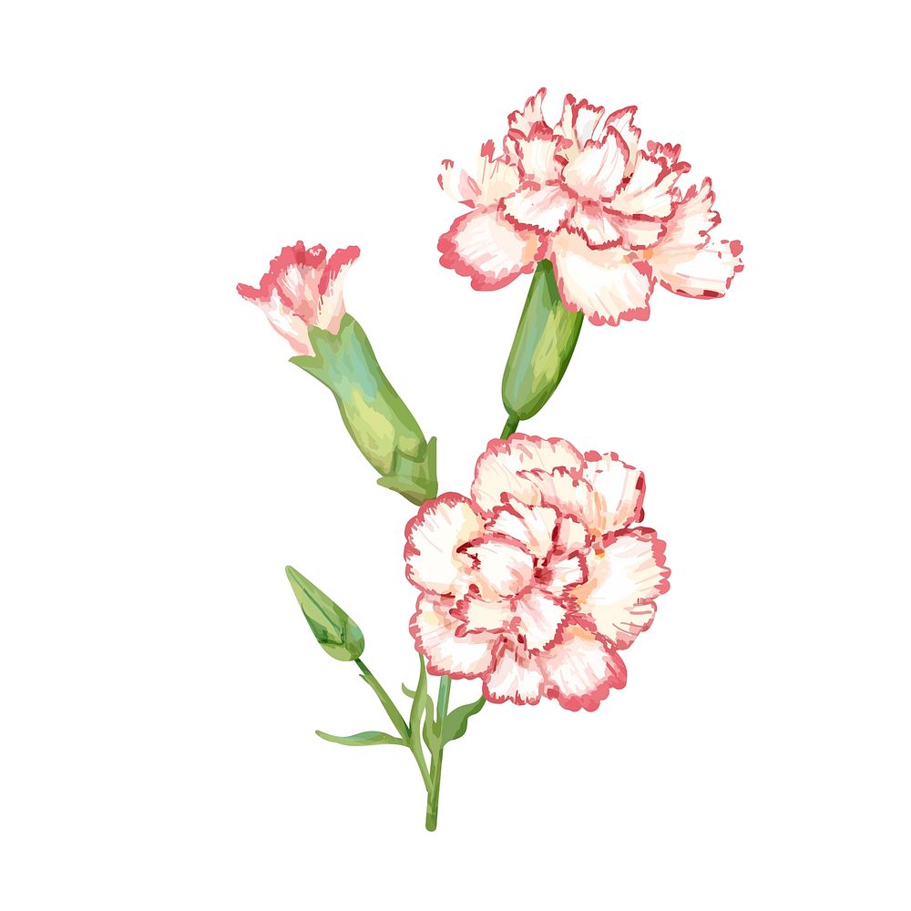 Hand drawn carnation flower illustration