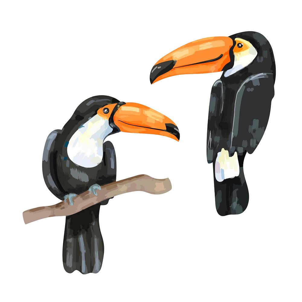 Hand drawn toucan bird illustration