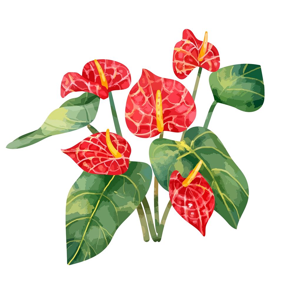 Hand drawn red Laceleaf flower