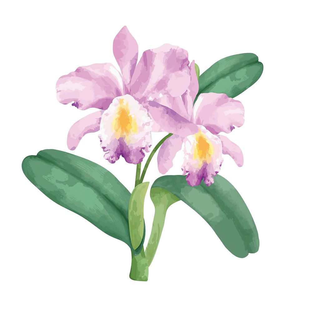 Hand drawn pink orchid flower