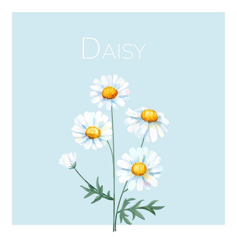 Hand drawn white common daisy