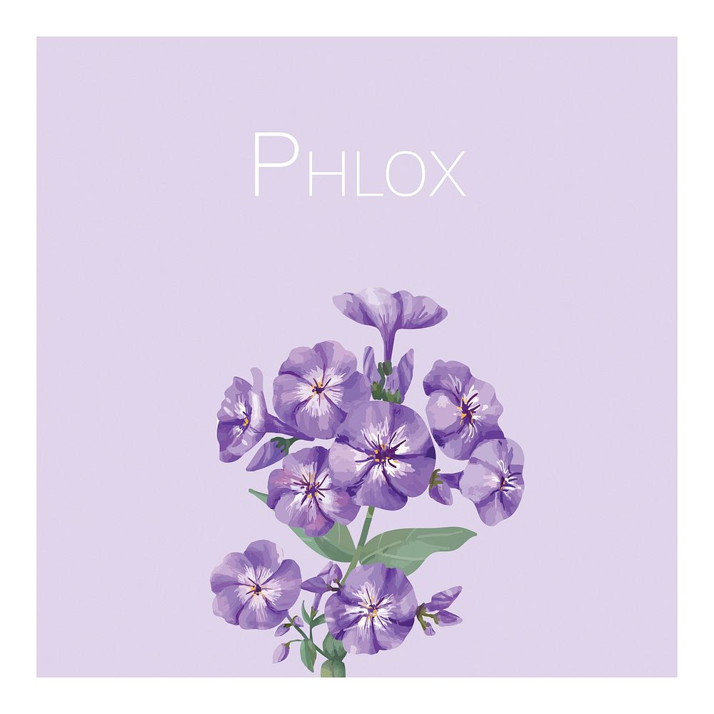 Hand drawn purple phlox flower illustration