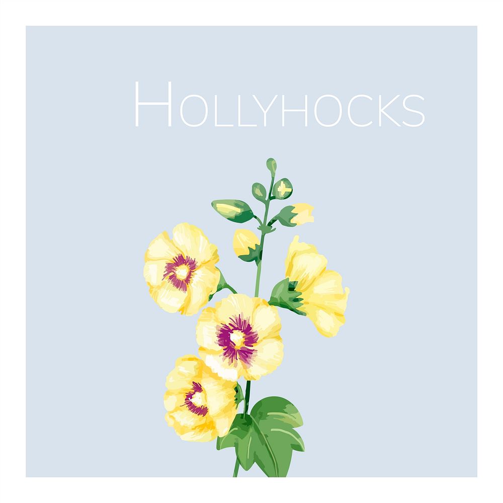 Hand drawn yellow hollyhocks flower illustration