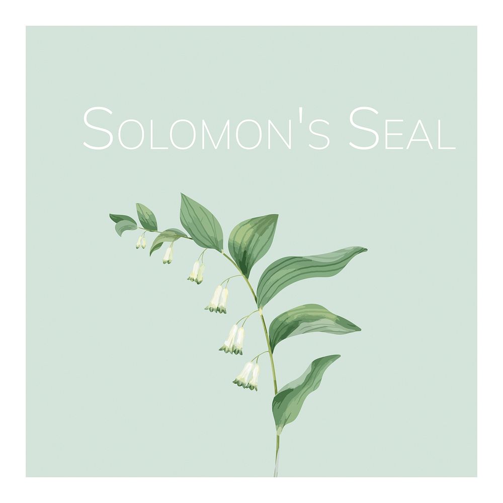 Hand drawn solomon's seal flower illustration