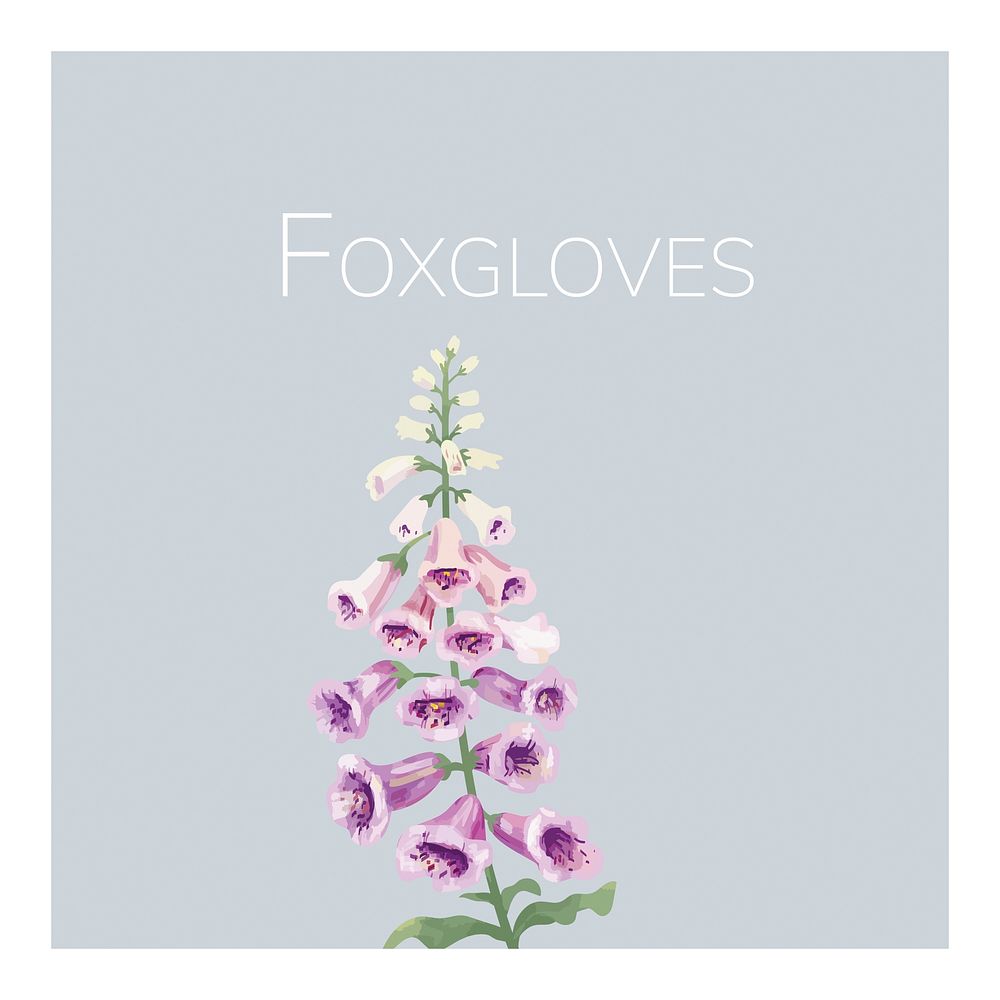 Hand drawn foxgloves flower illustration