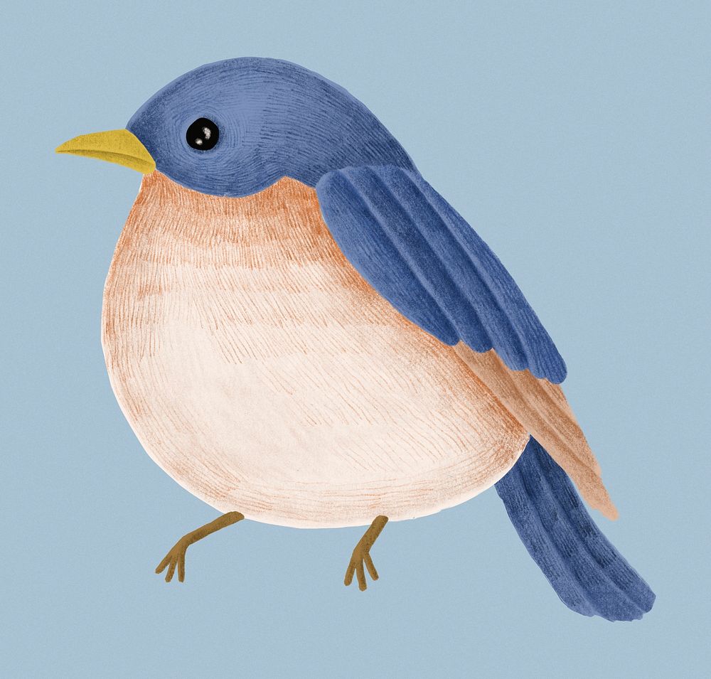 Hand-drawn Tickell's Blue Flycatcher