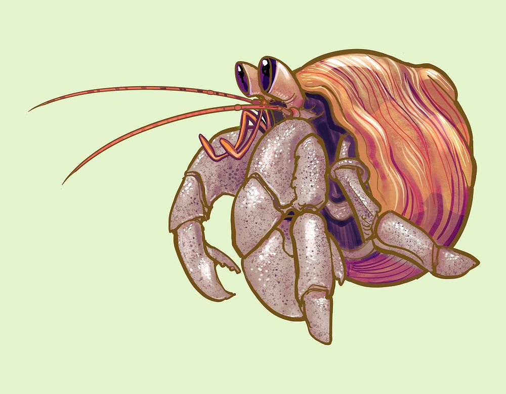 hermit crab without shell drawing