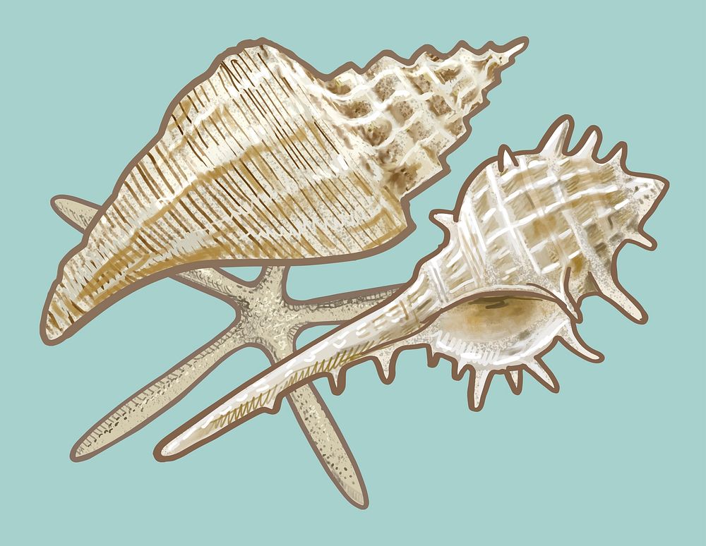Various white sea shells illustration