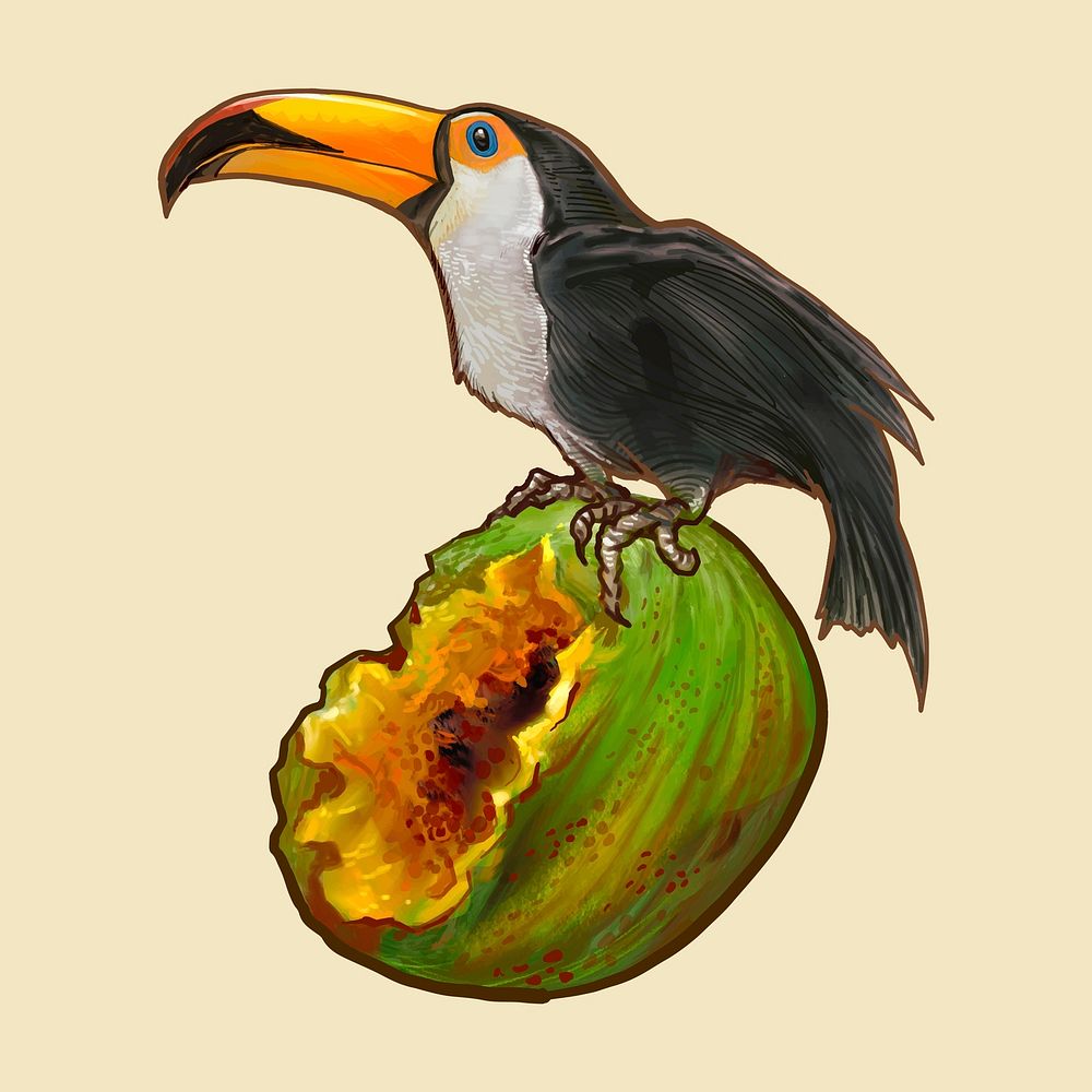 Hornbill bird on a coconut illustration