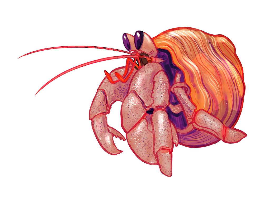 Little cute hermit crab illustration