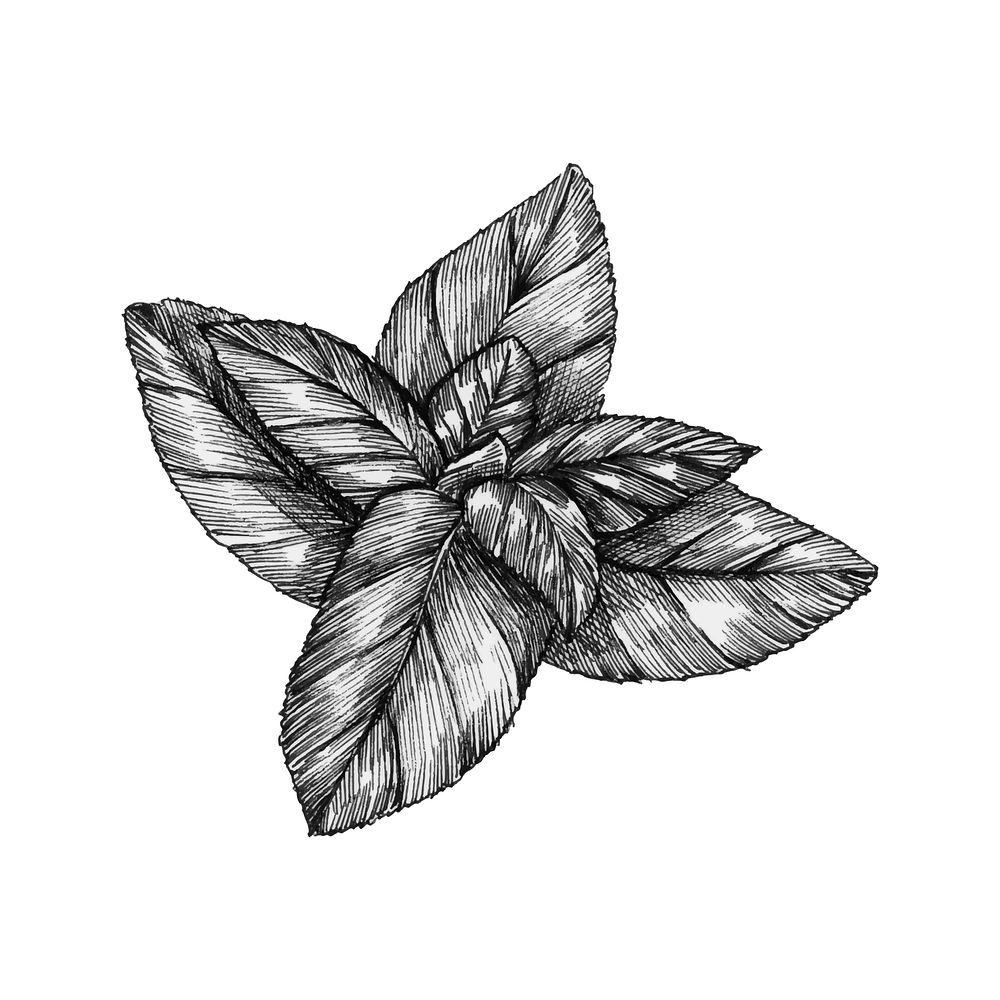 Hand-drawn basil leaf