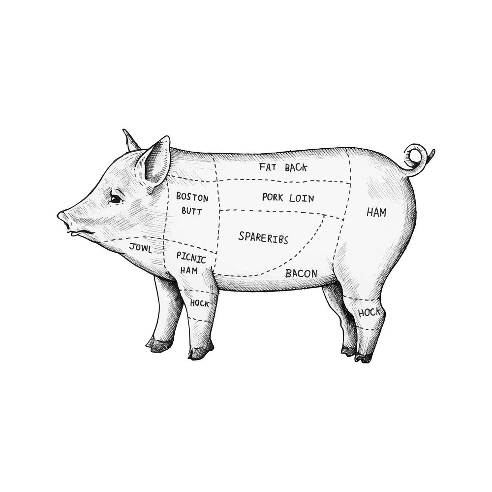 Hand drawn cut of pig