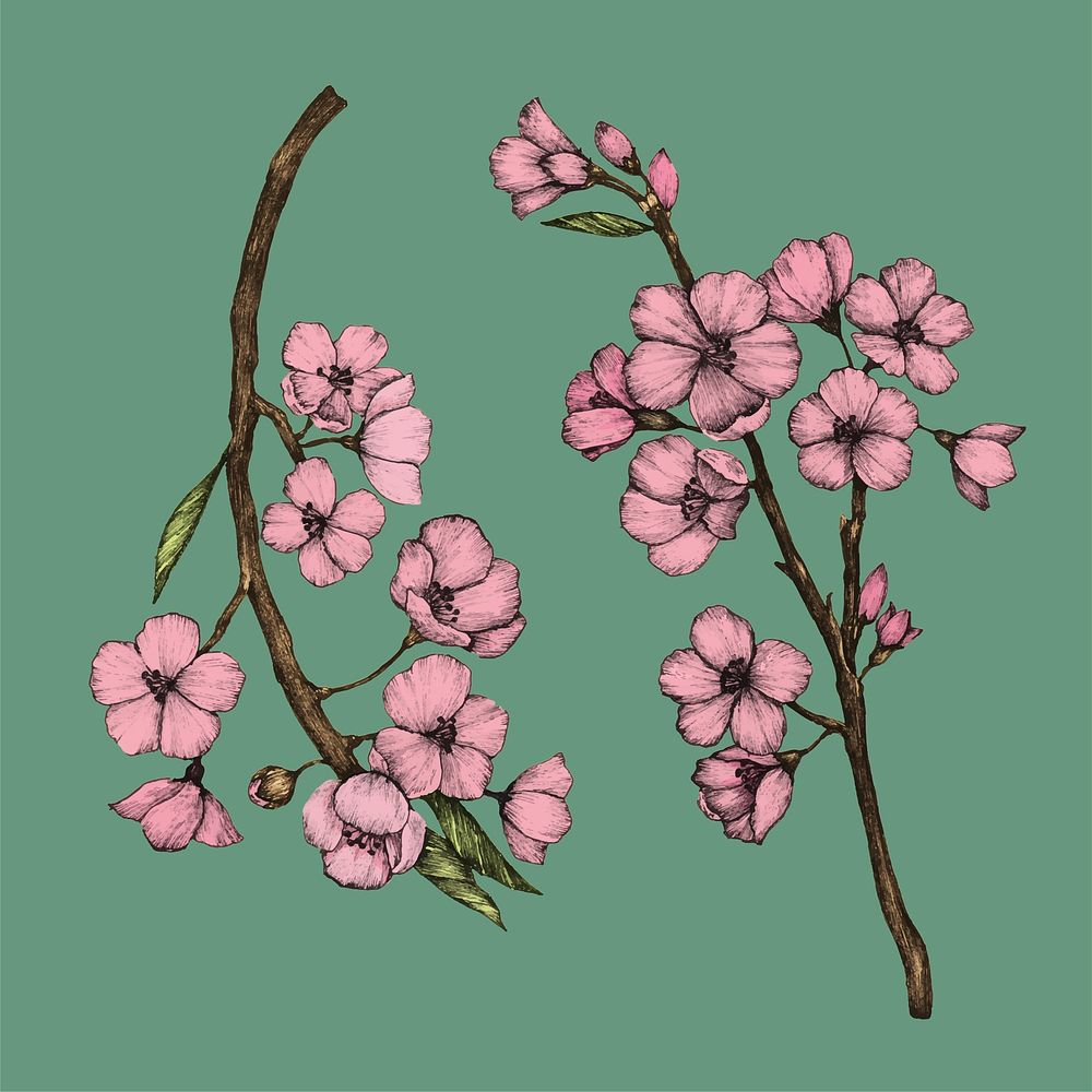 Illustration of Cherry Blossom flower