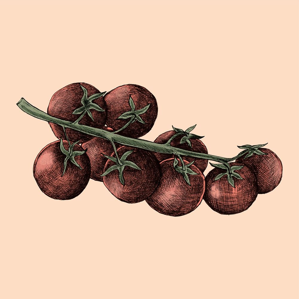 Illustration of fresh cherry tomatoes