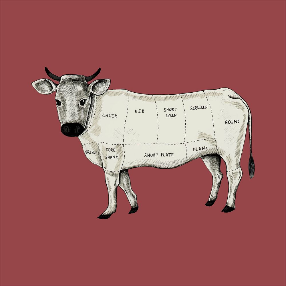 Illustration of different parts of cow