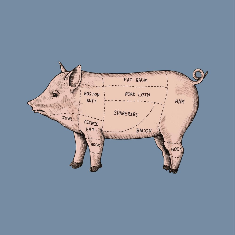Illustration of different parts of pig