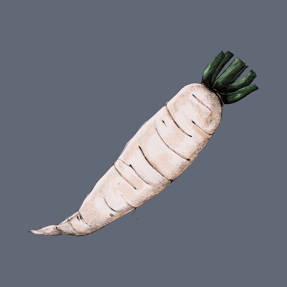 Illustration of Raikon Radish vegetable