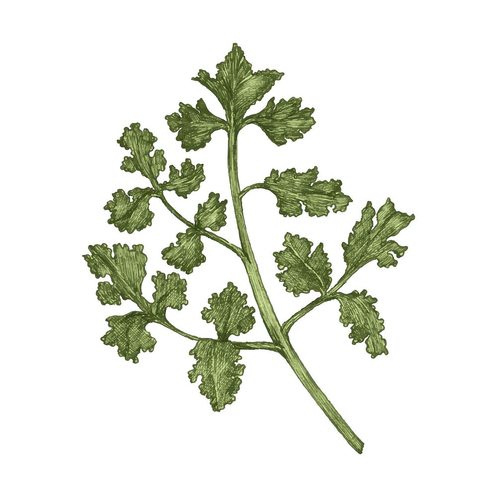 Illustration of fresh parsley vector