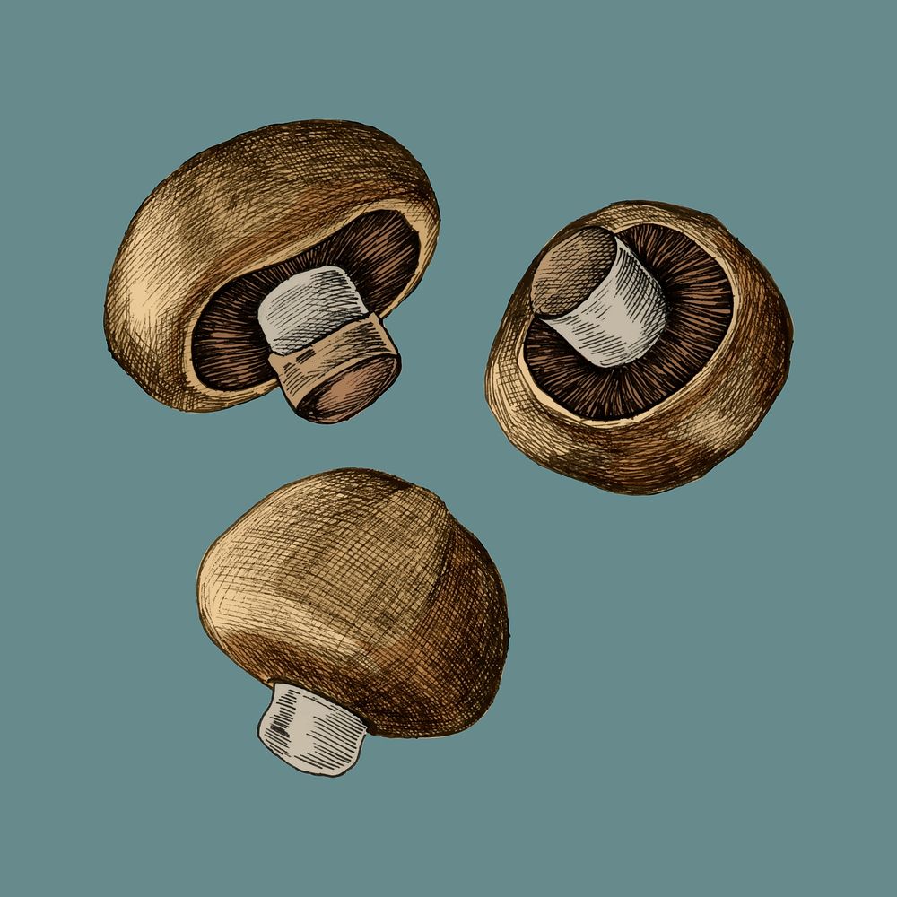 Illustration of three fresh mushrooms