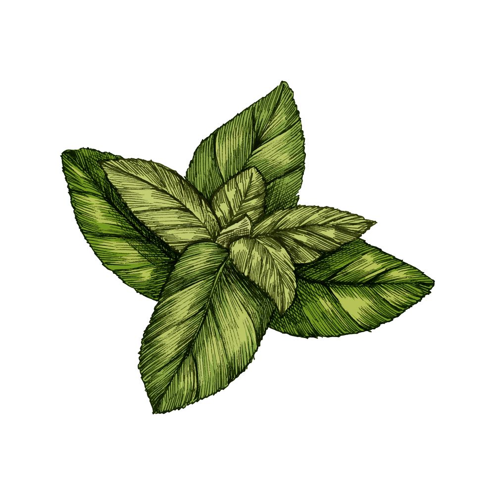 Illustration of fresh mint leaves
