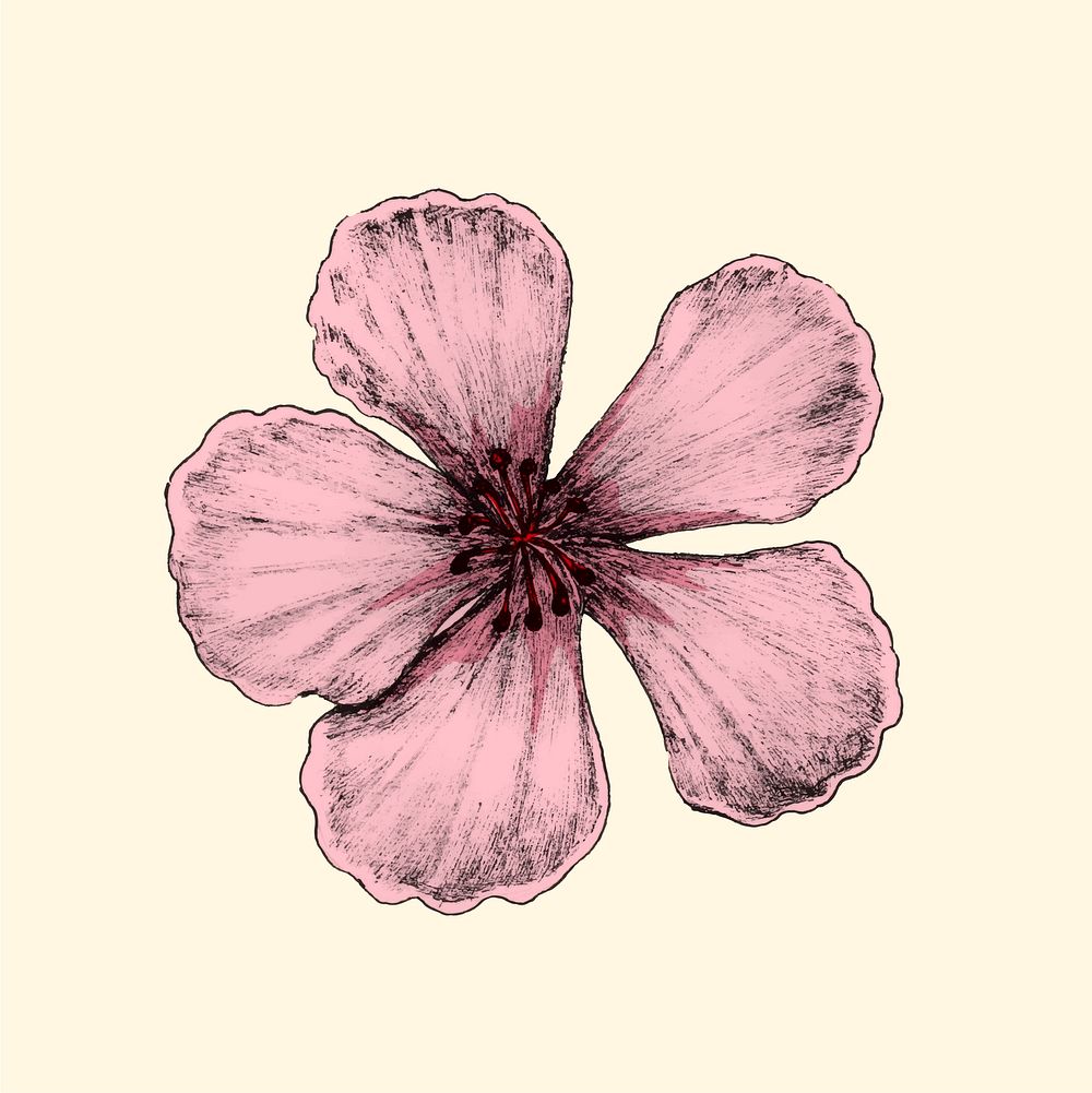 Illustration of cherry blossom