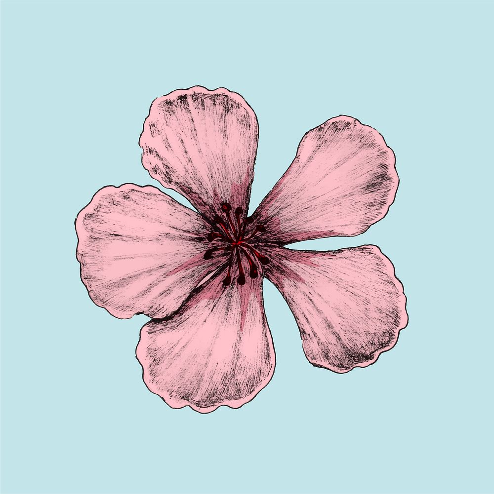 Illustration of cherry blossom