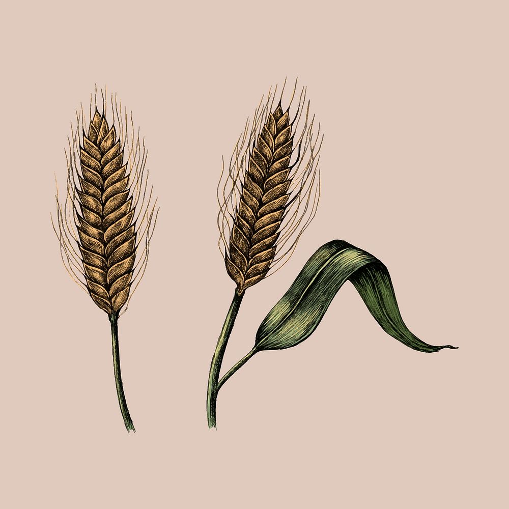 Illustration of fresh wheat crops