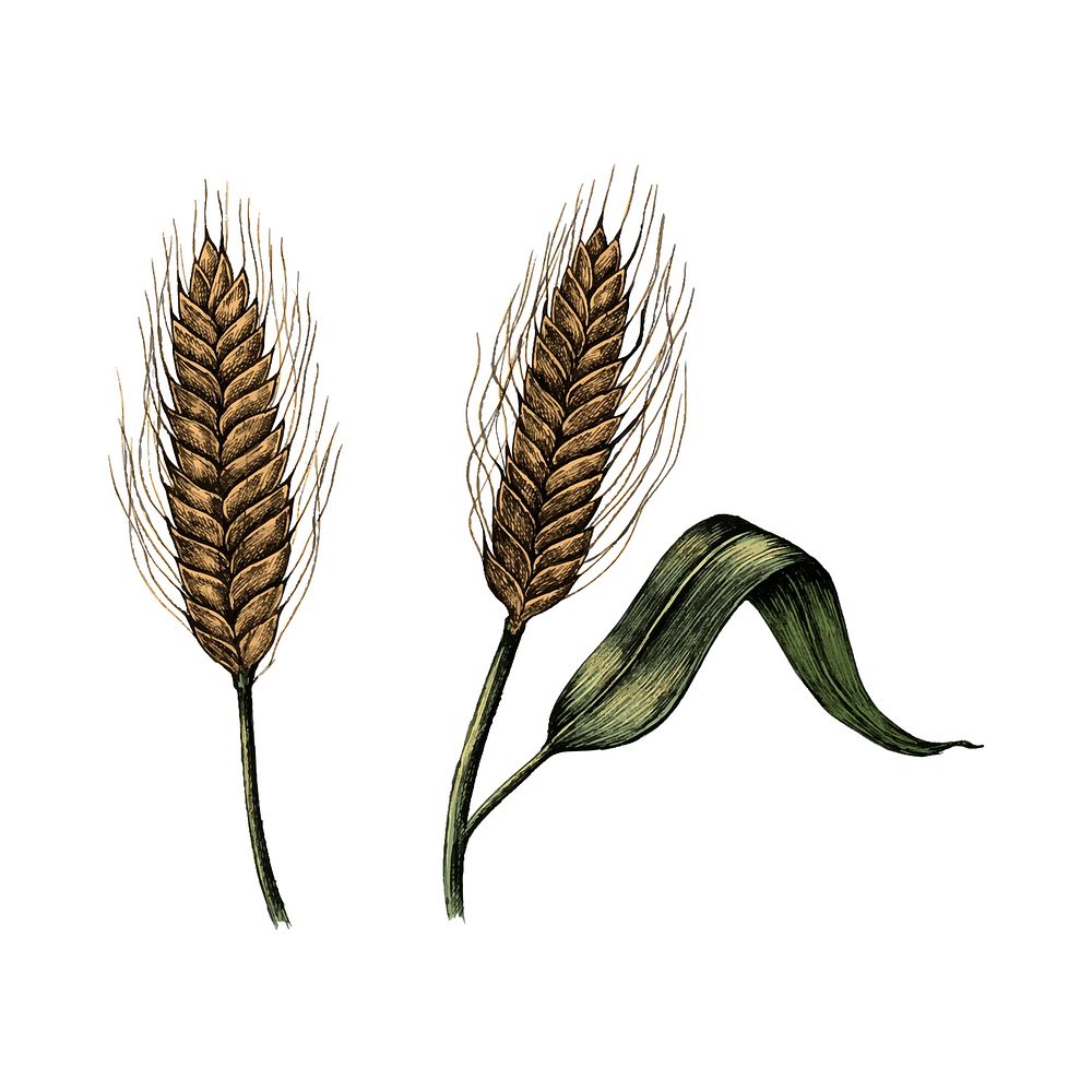 Sketch wheat ears plant cereal grain stalks Vector Image