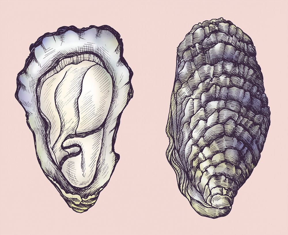Hand drawn oyster salt-water bivalve