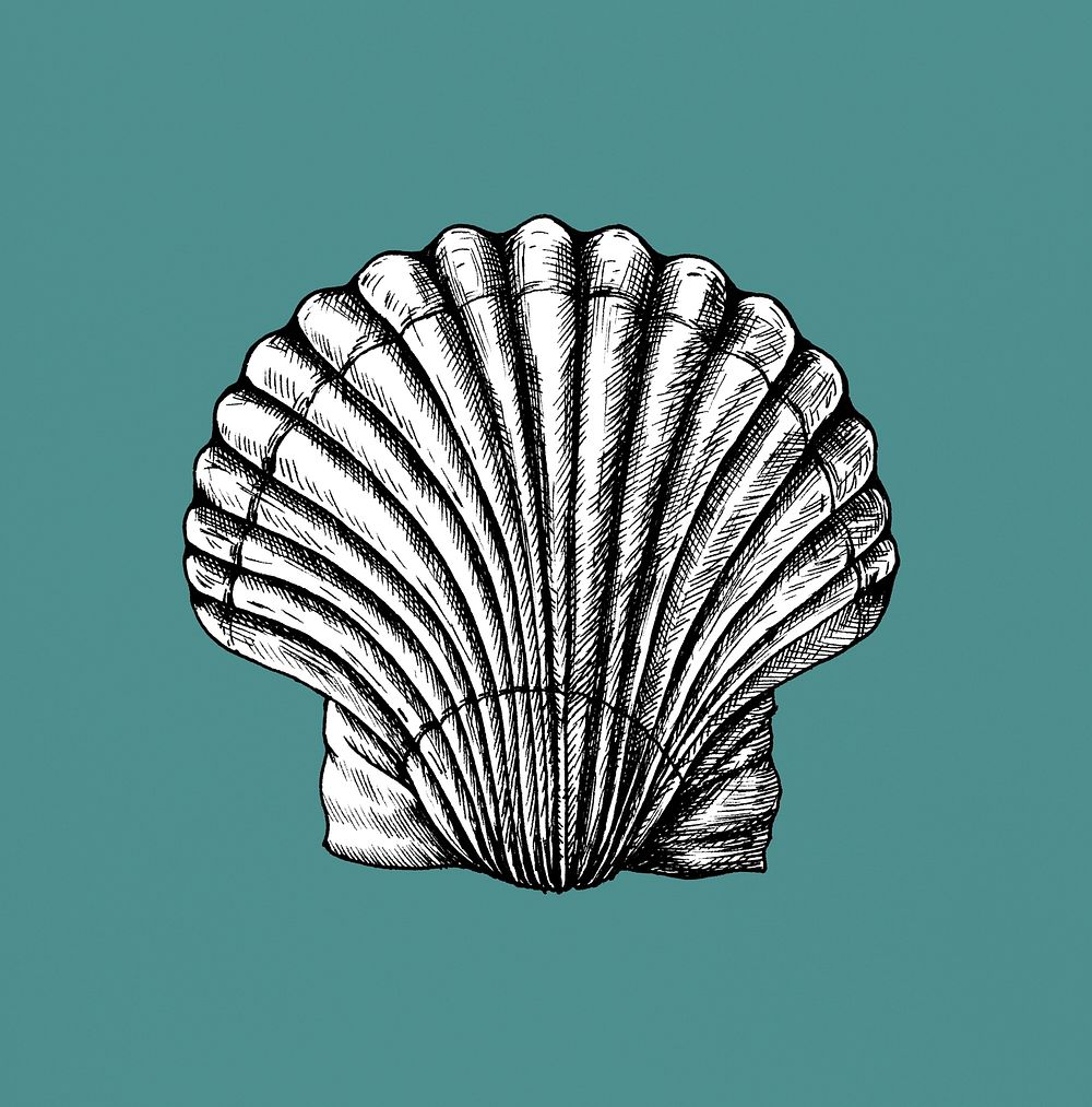 Hand drawn scallop saltwater clams
