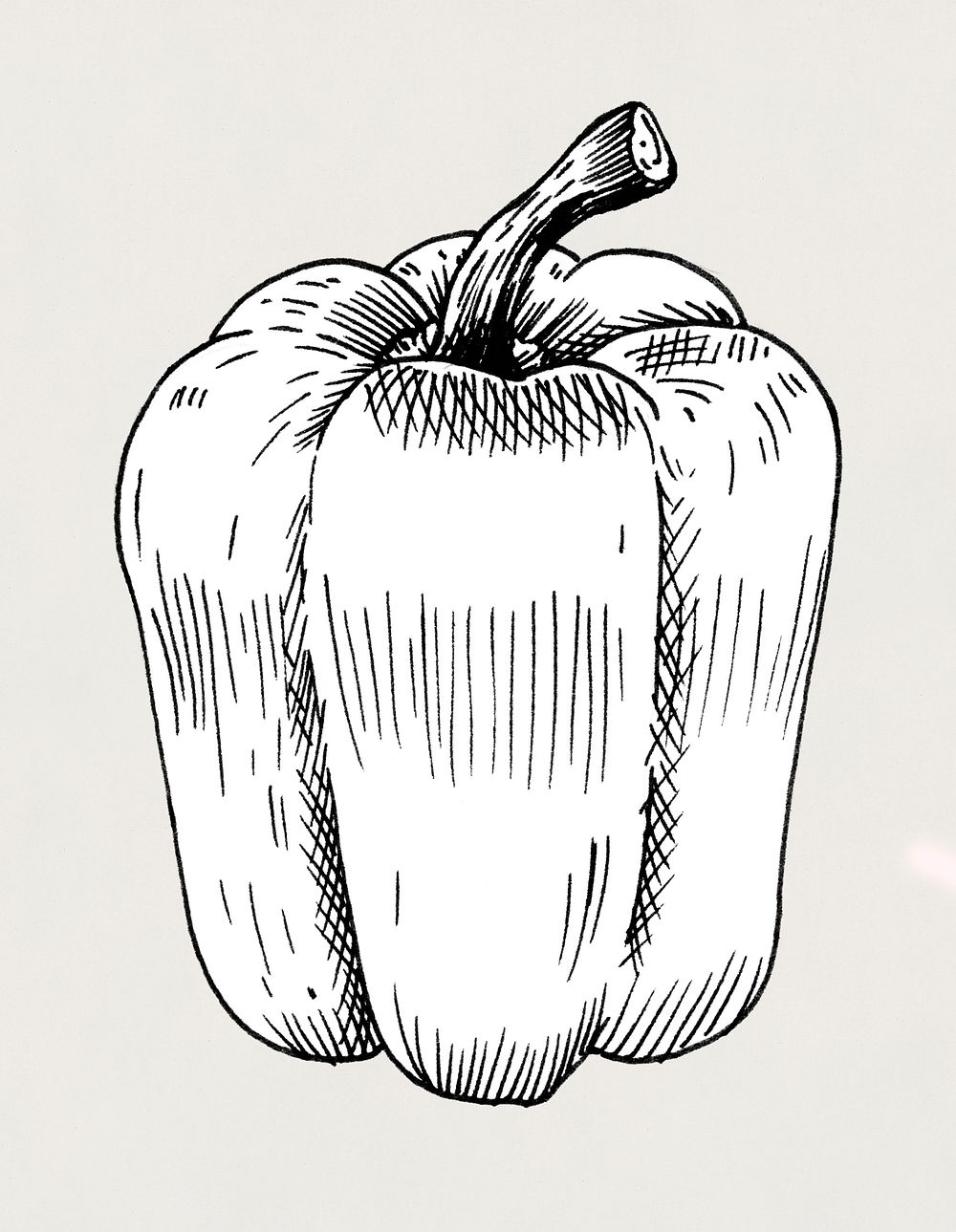 Hand drawn bell pepper