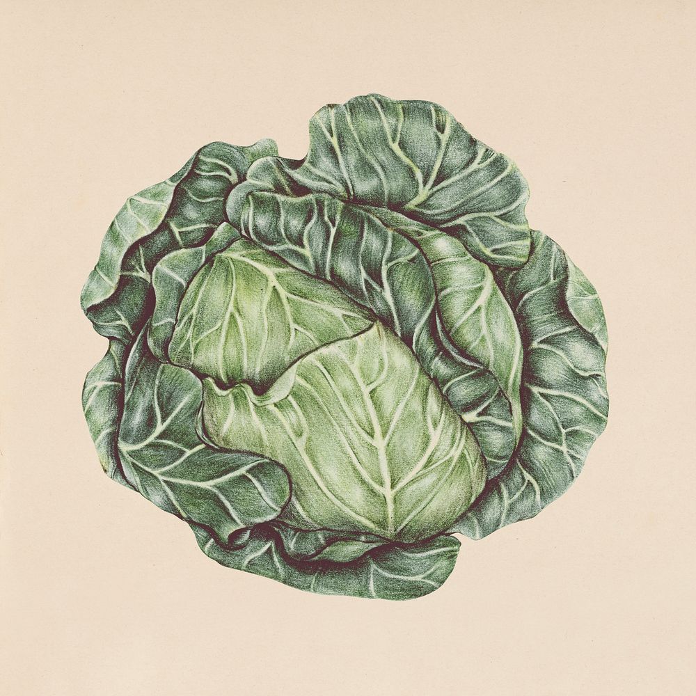 Hand drawn cabbage illustration