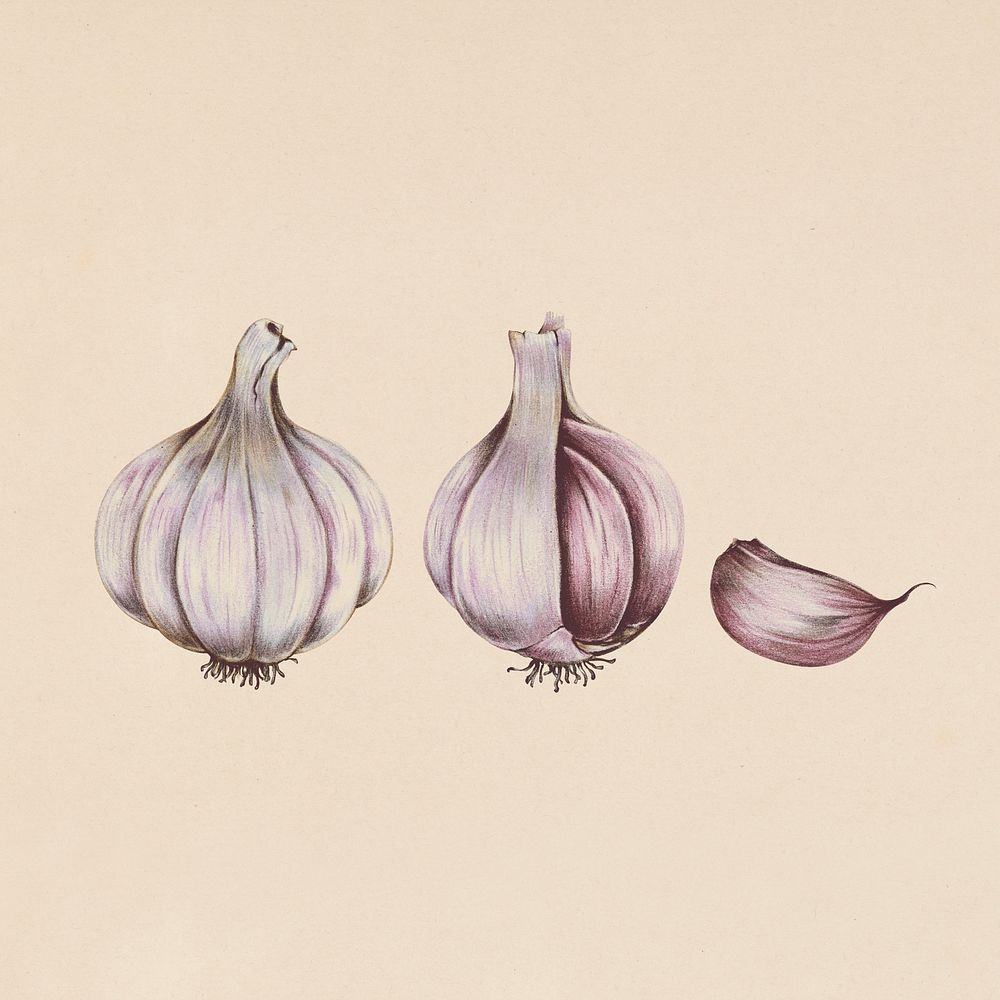 Hand drawn garlic illustration