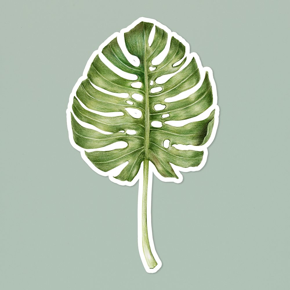 Vintage green monstera leaf psd drawing illustration sticker