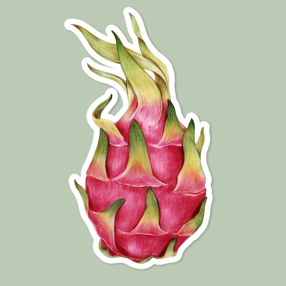 Fresh dragon fruit illustration psd food drawing