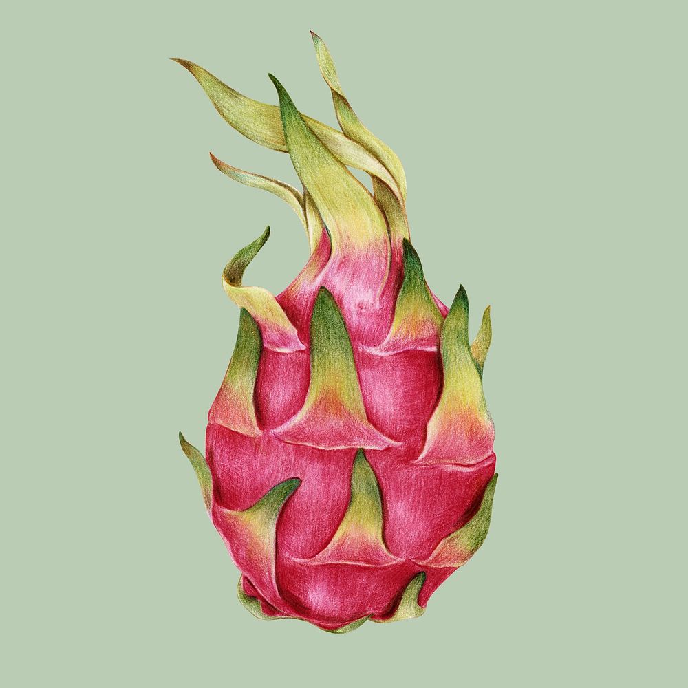 Set of red dragon fruit isolated on white background. Whole, half and  slice. 5694124 Vector Art at Vecteezy