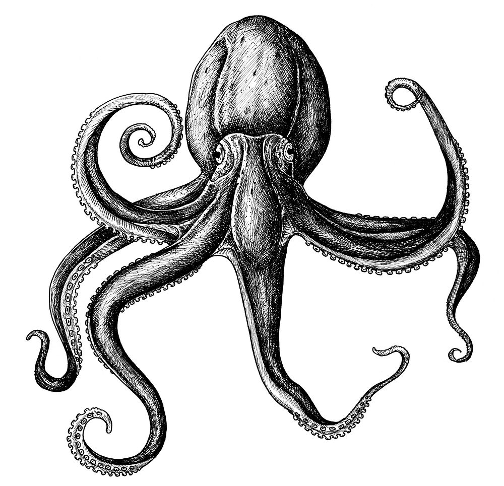 Hand drawn octopus isolated