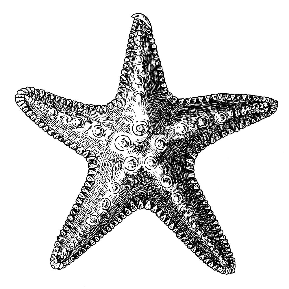 Starfish Clipart Etc Transparent Png - Sketch Of Star Fish, Png Download ,  Transparent Png Image - PNGitem