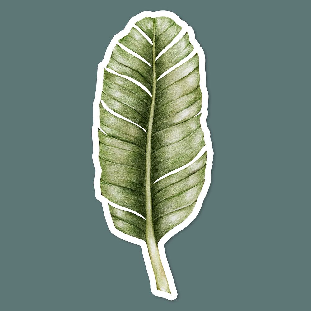 Vintage green leaf psd drawing illustration sticker