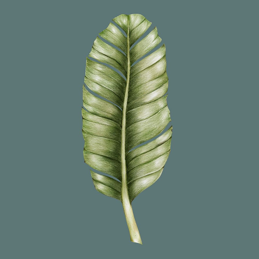 Hand drawn monstera leaf illustration