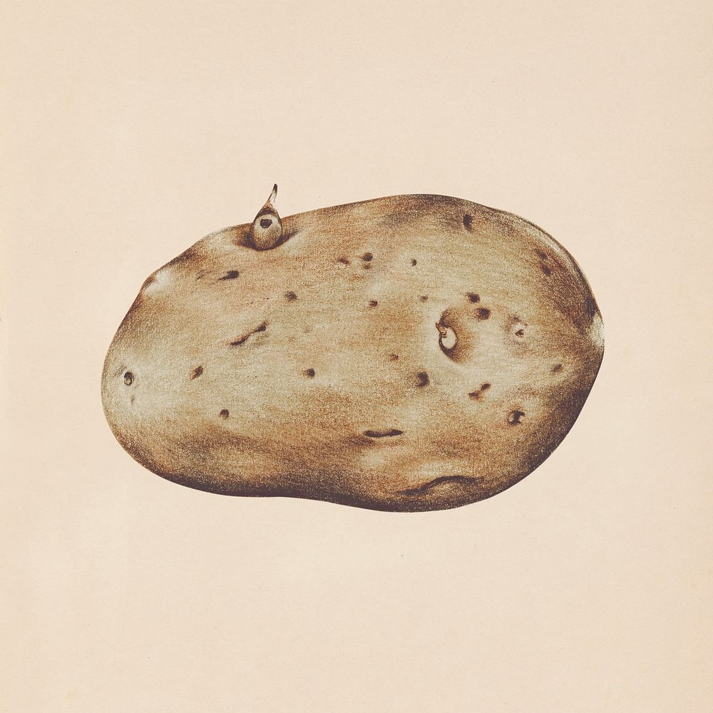 Hand drawn potato illustration