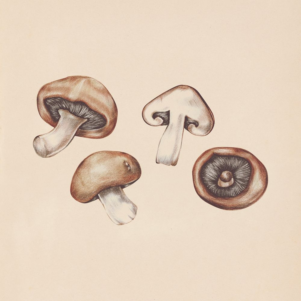 Hand drawn mushroom illustration