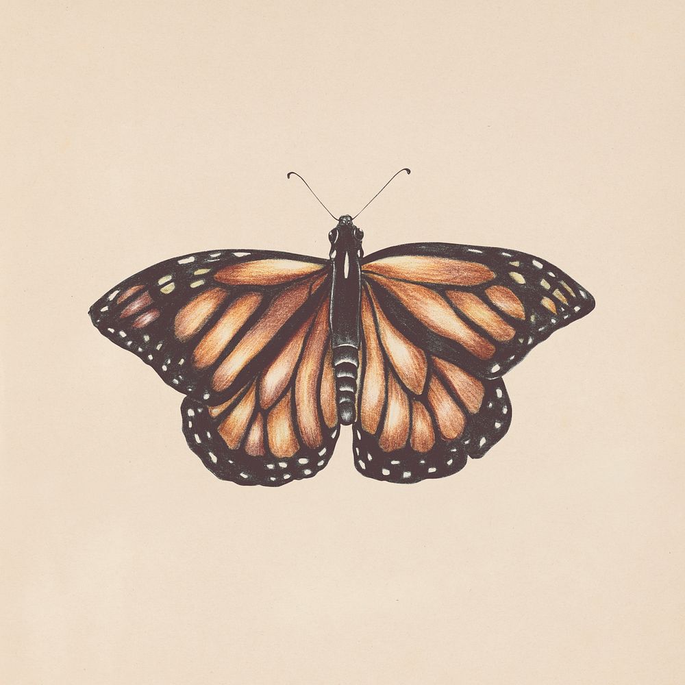 Hand drawn monarch butterfly illustration