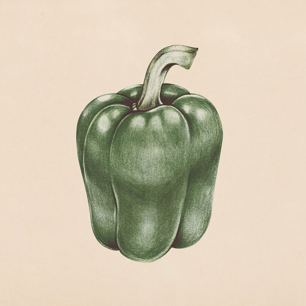 Hand drawn green bell pepper illustration