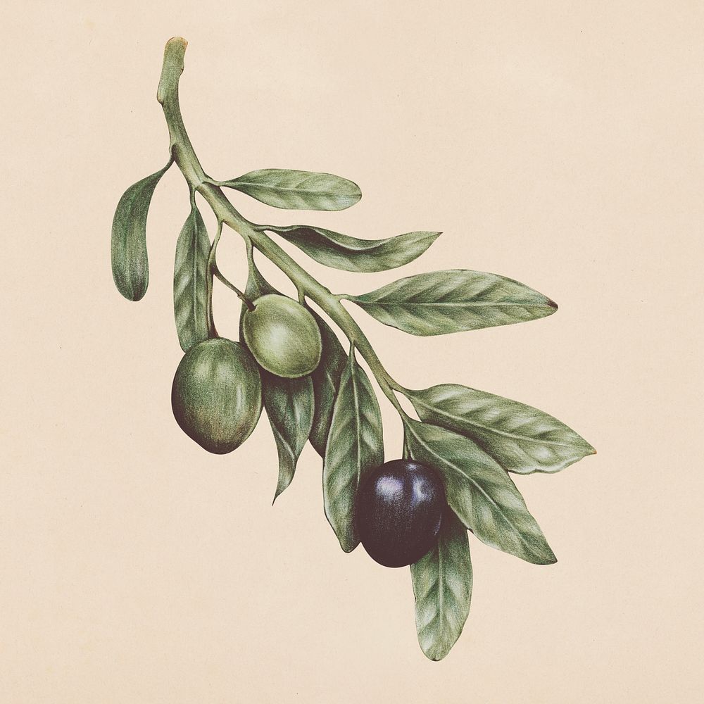Hand drawn olive illustration
