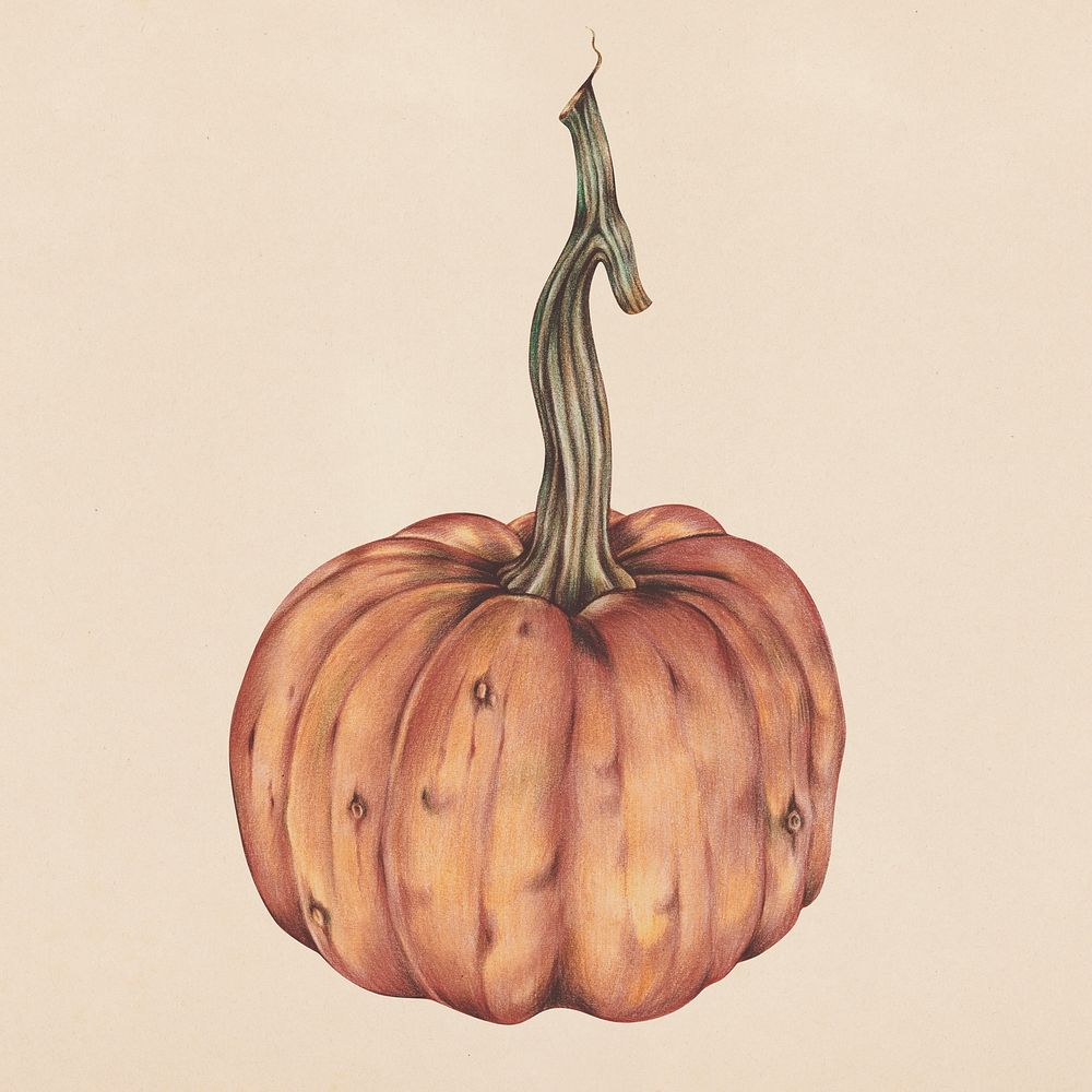 Hand drawn pumpkin illustration