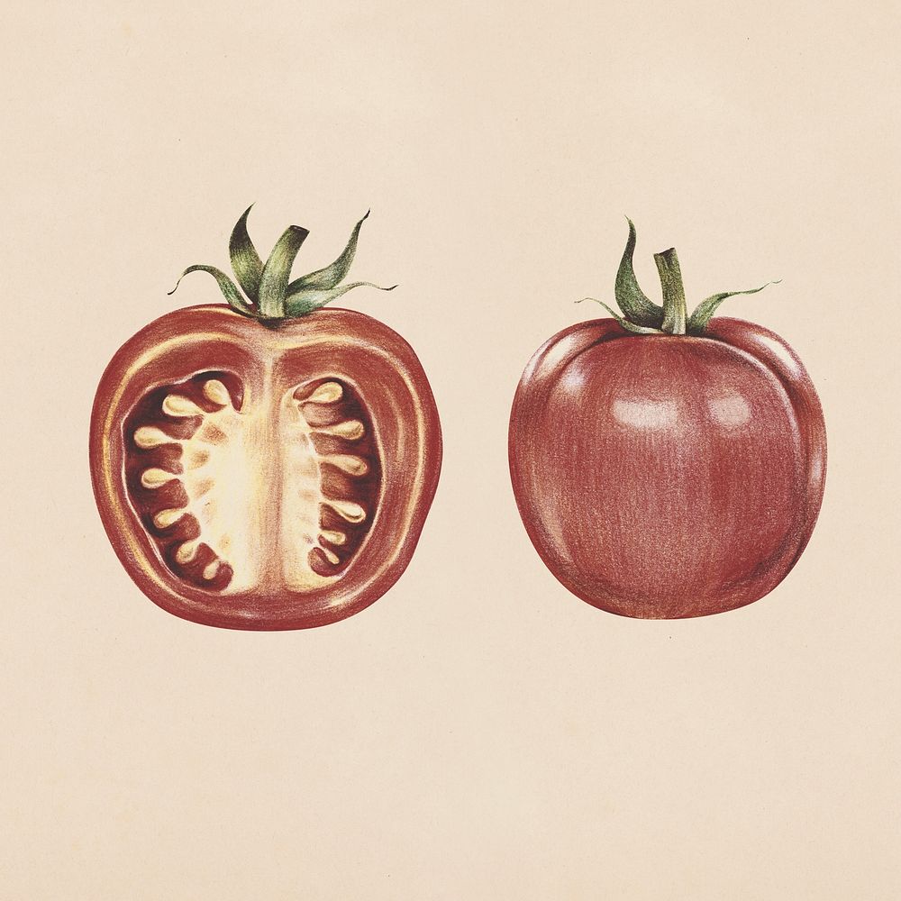Hand drawn tomato illustration