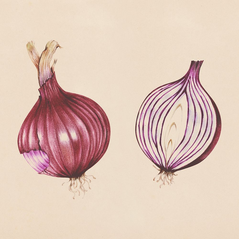 Hand drawn red onion illustration