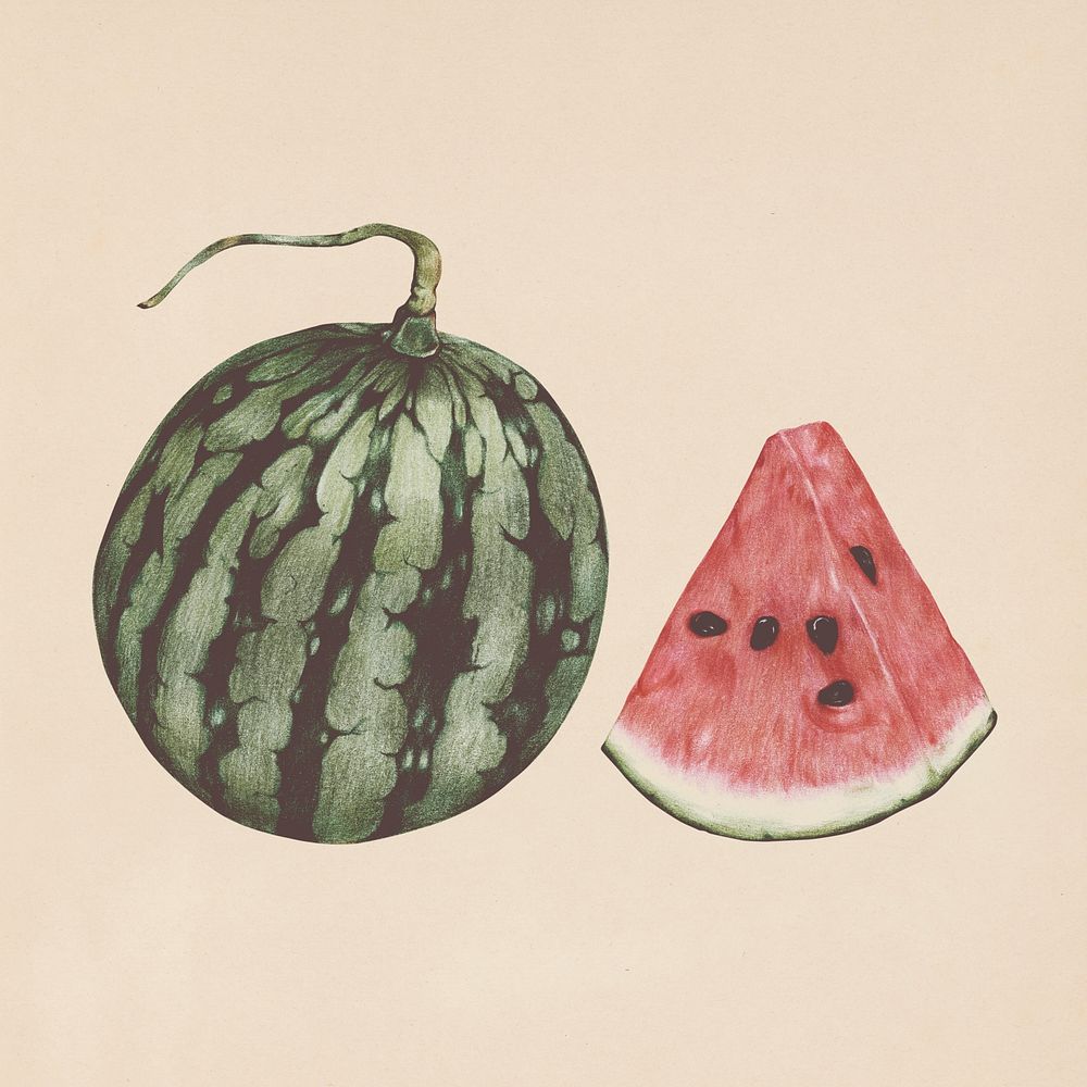Hand drawn watermelon illustration