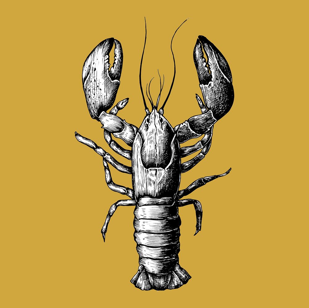 Hand drawn lobster isolated
